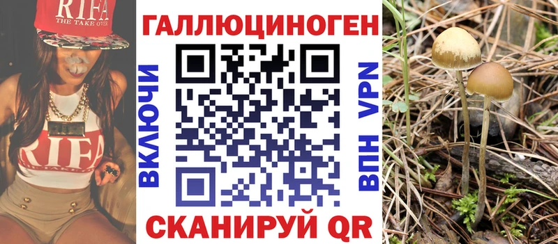 как найти закладки  Приморск  Галлюциногенные грибы Cubensis 